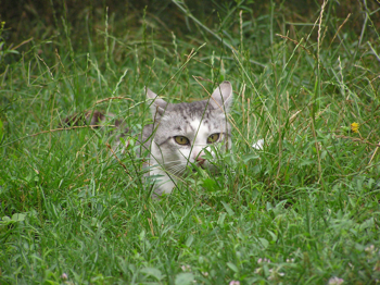 lurking cat